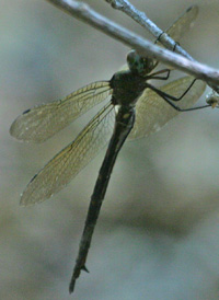Mocha Emerald